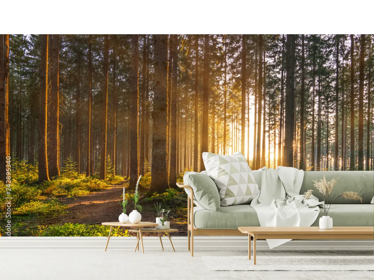 Mural Bosque Amanecer Vinil Arquitectónico | Fotomural Decorativo