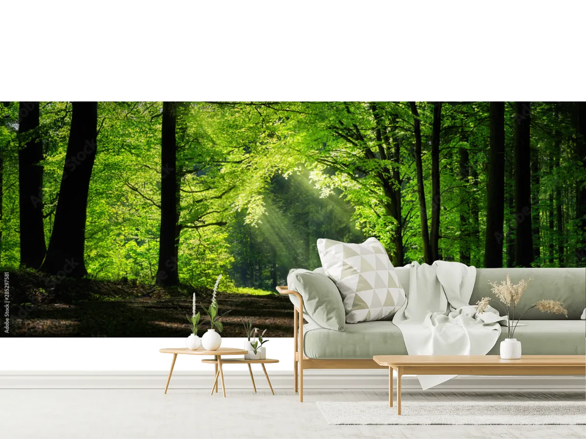 Mural Bosque Encantado Amanecer | Fotomural Decorativo para Pared Vinil Arquitectónico