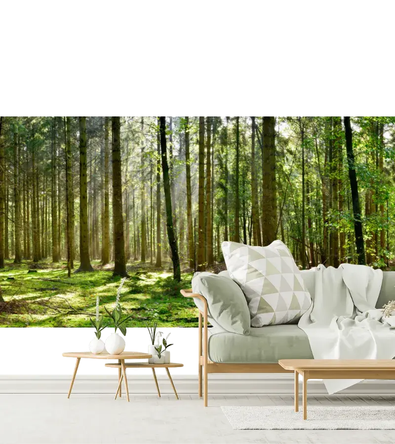 Mural Bosque Encantado Amanecer Vinil Arquitectónico o Papel Tapiz